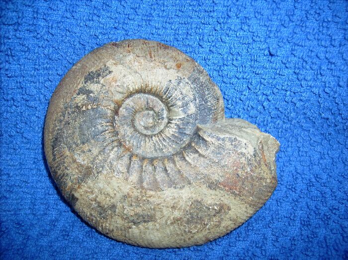 GrossBild