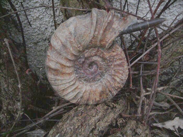 GrossBild