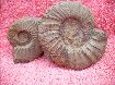 2 Ataxioceratus