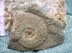 Ataxioceratus