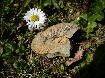 Ataxioceratus mit Nabelleben