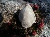 Tubithyris