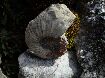 Ataxioceratus