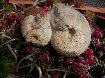 Aspidocerateus/Taramellliceras/Glochiceras