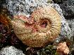 Ataxioceratus
