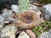 Ataxiocerates