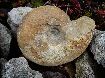 Aspidoceratus