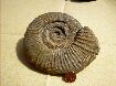 Ataxioceratus