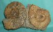 Perisphinctidea