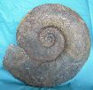 Perisphinctidea