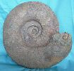 Perisphinctidea