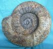 Perisphinctidea