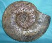 Perisphinctidea